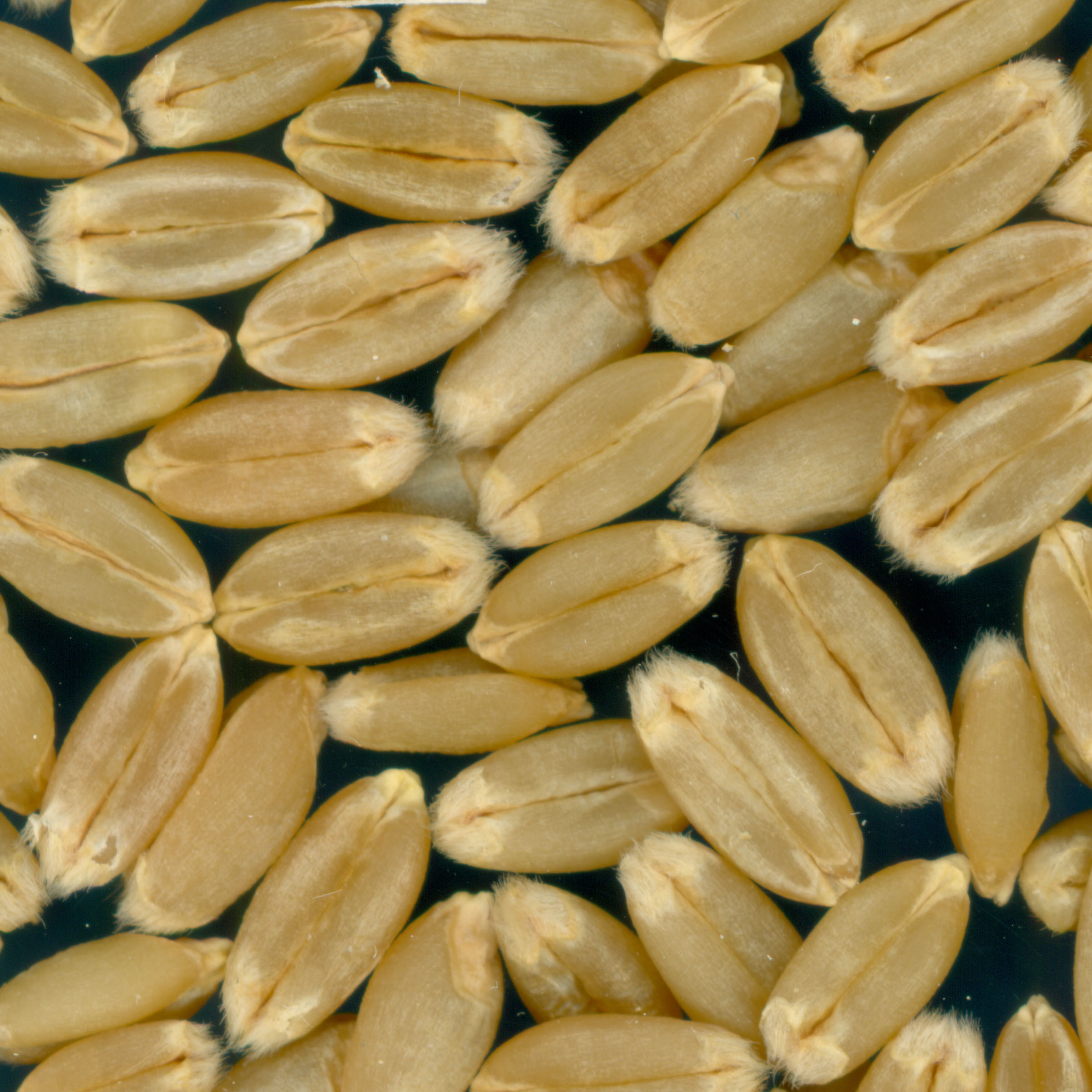 KERNELS
